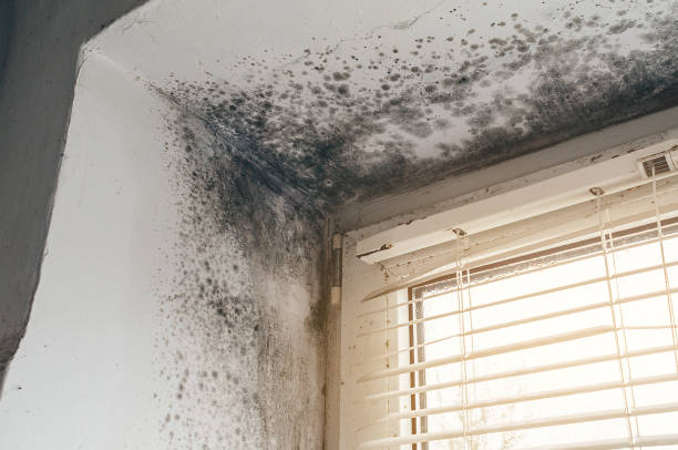 Affordable Crawl Space Mold Removal solutions in Ridge, NY